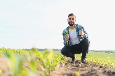 Genç tarımcı, yetiştirilmiş mısır tarlasında çömelmiş, filizlenmiş filizleri tutuyor ve başparmaklarını hareket ettiriyor, büyümekten memnun.