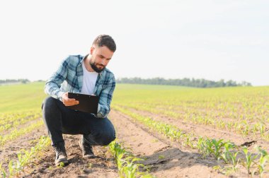 Agronomist tarım alanında çömelmiş, genç mısır fidanlarını inceliyor ve panoya not alıyor, sağlıklı ürün büyümesini sağlıyor.