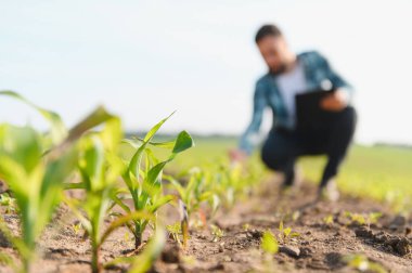 Agronomist mısır tarlasında çömelmiş ekinleri inceliyor, tableti tutuyor, bitkilerin büyümesini ve sağlığını değerlendiriyor.