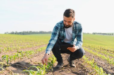Dijital tablet kullanan tarımcı, ekili alandaki genç mısır bitkilerini incelerken, modern tarım teknolojileri uyguluyor.