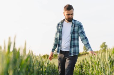 Agronomist bir tarlada yürüyor, güneşli bir yaz gününde hasat zamanı yaklaşırken yeşil buğday kulaklarının canlı büyümesini inceliyor.