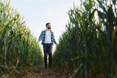 Güneşli bir alanda buğday saplarını inceleyen genç tarımcı, yaklaşan hasattan önce mahsulün büyümesini ve sağlığını dikkatle değerlendiriyor.