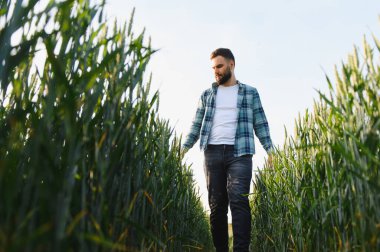 Yeşillik bir buğday tarlasında yürüyen tarımcı yaklaşan hasat için mahsullerin büyümesini dikkatle inceliyor.
