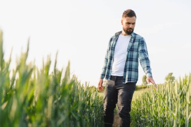 Hasattan önce mısır tarlasını inceleyen tarlada yürüyen ve buğday kulaklarına hafifçe dokunan bir tarım uzmanı.