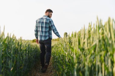 Bereketli bir buğday tarlasında yürüyen çiftçi olgunlaşmış buğday başaklarını inceliyor ve hasat zamanından önce büyümeyi takdir ediyor.