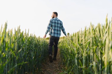 Hasattan önce yeşil buğday tarlasında yürüyen çiftçi, ekinleri kontrol ediyor ve tarımın tadını çıkarıyor.