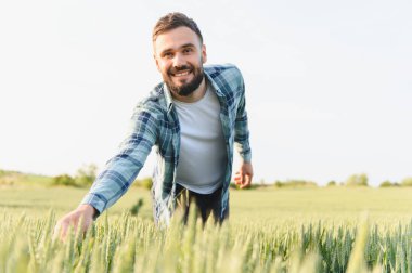 Gülümseyen çiftçi yemyeşil bir tarlada buğday kulaklarının kalitesini inceliyor, güneşli gökyüzünün altında bol miktarda hasat için hazırlanıyor.