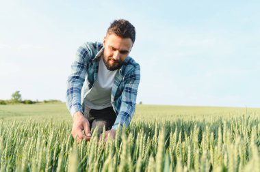 Tarım tarlalarındaki tahıl gelişimini inceleyen tarımcı, hasattan önce sağlıklı bir büyüme sağlıyor