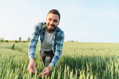 Agronomist, ekili bir alanda tahıl hasadı gelişimini inceliyor, sağlıklı büyüme ve verim potansiyelini en üst düzeye çıkarıyor.