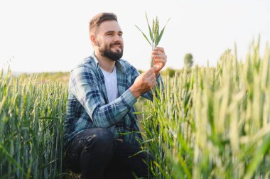 Agronomist bir buğday sapını dikkatle inceleyerek geniş bir tarım alanındaki mahsulün sağlığını ve büyümesini değerlendiriyor.