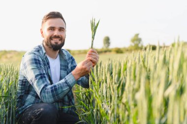 Mutlu çiftçi ekili tarlasında buğday kulaklarının kalitesini kontrol ederek, verimli bir hasat garantisi veriyor.