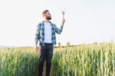 Tarlada buğday sapını inceleyen tarım uzmanı hasat mevsiminden önce ekinlerin büyümesini ve sağlığını değerlendiriyor.