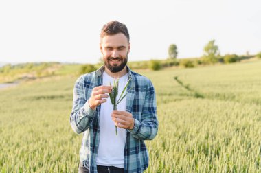Güneşli bir yaz öğleden sonrasında, büyük ekili bir tarlada buğday saplarının gelişimini inceleyen mutlu tarım uzmanları.