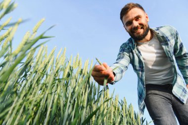 Canlı buğday kulaklarını yemyeşil bir tarlada inceleyen mutlu tarım bilimci, kırsal yaz manzaralarının güzelliğinin tadını çıkarıyor.
