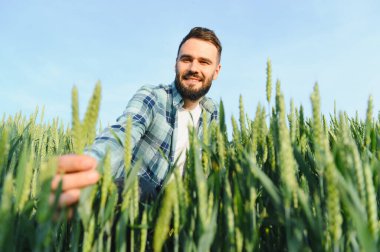 Genç tarımcı, ekili alandaki yeşil buğday saplarının büyümesini kontrol ederek, sağlıklı ürün gelişimini sağlar.