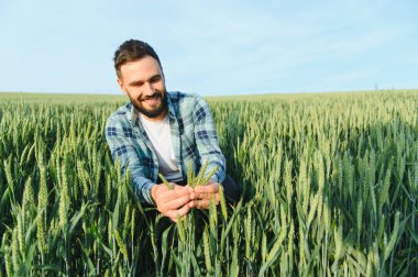 Genç tarımcı, ekili bir alanda tahıl yetiştirmeyi inceliyor, mavi gökyüzünün tadını çıkarıyor ve büyüme ve sağlığa odaklanıyor.