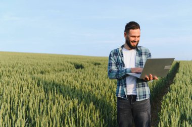 Agronomist hasattan önce buğday tarlasını incelerken dizüstü bilgisayar kullanıyor, sağlıklı ekin yetiştirme ve başarılı bir hasat planlaması sağlıyor.