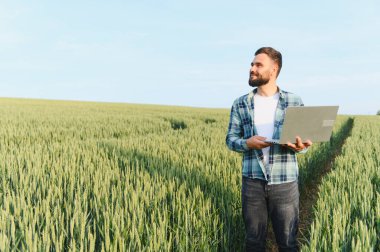 Agronomist hasattan önce buğday tarlasını incelerken dizüstü bilgisayar kullanıyor, sağlıklı büyüme sağlıyor ve verimi artırıyor.