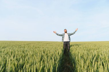 Çiftçinin ekili buğday tarlasında dikilmesi kollarını kaldırmış, hasattan önce sağlıklı mahsulün tadını çıkarıyor.