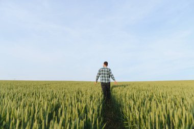 Çiftçi, bulutlarla dolu canlı mavi gökyüzünün altındaki verimli buğday tarlasını inceliyor. Huzurlu kırsal alanın tadını çıkarıyor.