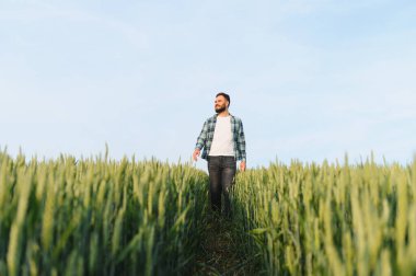 Agronomist hasattan önce buğday bitkilerinin durumunu analiz ediyor, tarlanın ortasında bir patikada yürüyor.