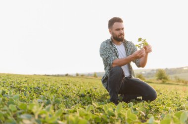 Soya tarlasında çömelmiş tarımcı, büyüme ve sağlık için bitkiyi tutuyor ve denetliyor, tarım uzmanlığı sergiliyor