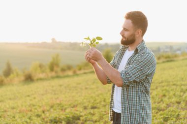 Tarlada yetiştirilmiş bir soya bitkisini inceleyen tarımcı sağlıklı bir büyüme sağlar ve gün batımında mahsulün ilerlemesini değerlendirir.