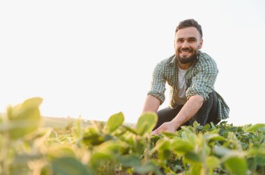 Genç tarım uzmanı verimli bir günbatımında verimli bir tarlada soya fasulyesi ekinlerini inceliyor, sürdürülebilir tarımın özünü somutlaştırıyor.