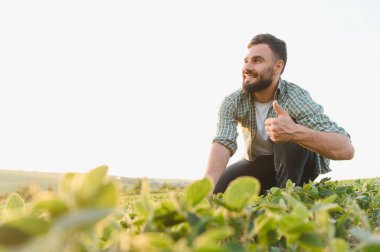 Soya tarlasında çömelmiş tarlada çömelmiş tarla kuşları, bitkileri teftiş ediyor ve memnuniyet belirtilerini işaret ediyor.