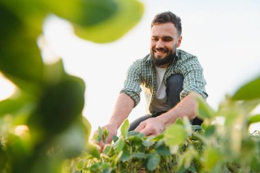 Soya tarlasında bitkileri inceleyen mutlu tarım uzmanları, gelişmekte olan tarım endüstrisi için sağlıklı büyüme ve sürdürülebilir tarım uygulamalarını sağlıyorlar.