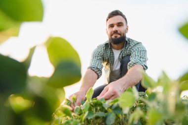 Soya fasulyesi tarlasında çömelmiş, canlı bir günbatımında bitkileri dikkatlice inceleyen, sürdürülebilir tarım uygulamalarına olan bağlılığını gösteren bir tarım uzmanı.