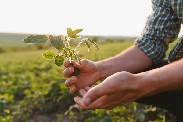 Farmer examining the growth of a soybean plant in a field, symbolizing agricultural expertise and sustainable farming practices