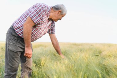 Kıdemli erkek tarım uzmanı gelişmekte olan bir buğday tarlasını inceliyor, ekin sağlığı ve büyümesini değerlendiriyor, tarımsal uzmanlık ve adanmışlık sergiliyor