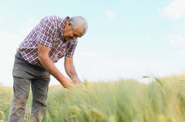 Büyük yeşil bir alanda buğday kulaklarını inceleyen kıdemli tarım uzmanları sağlıklı ürün yetiştirme ve geliştirmeyi sağlıyorlar.