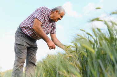 Kıdemli erkek çiftçi, açık mavi gökyüzünün altındaki yemyeşil bir tarlada buğday bitkilerini dikkatle inceliyor, tarım uzmanlığı ve adanmışlığı vurguluyor.
