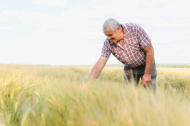 Kıdemli çiftçi geniş bir tarladaki buğday mahsulünün büyümesini ve sağlığını dikkatlice kontrol ederek verimli bir hasat sağlıyor.