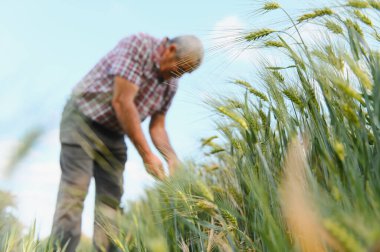 Kıdemli erkek çiftçi açık mavi gökyüzü altında tarladaki buğday bitkilerini dikkatle inceliyor, ekin sağlığı ve büyümesine odaklanıyor.