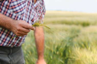 Kıdemli çiftçi buğday kulağını tutuyor, ekili tarlalarda sağlıklı ekinlerini inceliyor, kaliteli büyüme ve bol hasat sağlıyor.