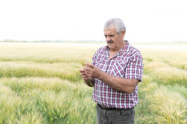 Kıdemli tarım uzmanı büyük ekili bir tarlada buğday kulaklarını dikkatlice inceliyor, mahsulün kalitesini kontrol ediyor.