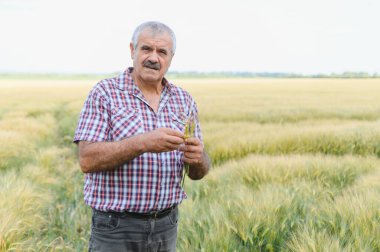 Kıdemli çiftçi ekili bir tarlada buğday saplarını dikkatlice inceleyerek ekinlerinin büyümesini ve kalitesini ölçüyor.