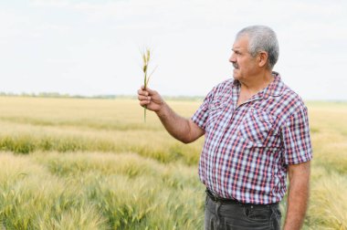 Kıdemli tarımcı buğday tarlasında buğday sapını tutuyor ve denetliyor.