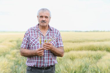 Kıdemli tarımcı, olgun buğday kulaklarını geniş ekili bir alanda inceleyerek başarılı bir hasat garantisi veriyor.