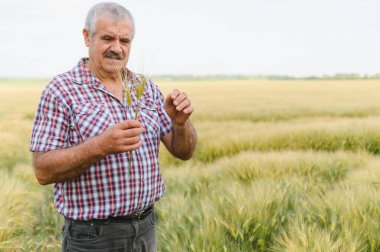 Kıdemli erkek çiftçi geniş bir alanda buğday saplarını dikkatle inceliyor, tarım uzmanlığı ve çiftçiliğe olan bağlılığını sergiliyor.