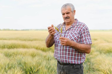 Kıdemli tarım uzmanı geniş bir alanda buğday saplarını dikkatlice inceleyerek mahsulün sağlık ve büyümesini değerlendiriyor.