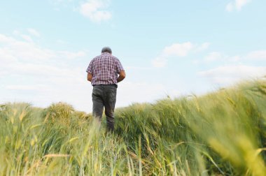 Kıdemli tarım uzmanı ekili yeşil buğday tarlalarında yürüyor ve mavi gökyüzü altındaki büyümeyi inceliyor.