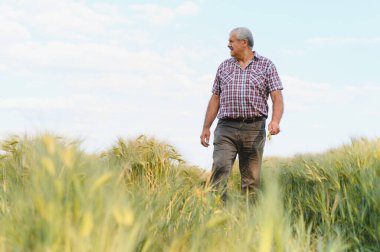 Kıdemli çiftçi gün batımında altın buğday tarlasında yürüyor, ekinleri dikkatlice inceliyor ve hasadın güzelliğini takdir ediyor.