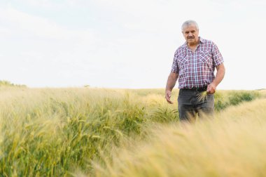 Kıdemli çiftçi altın buğday tarlasında yürüyor, olgunlaşmış tahıl başaklarını dikkatlice inceliyor, başarılı bir hasat garantisi veriyor.