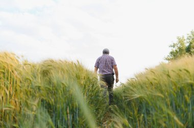 Kıdemli tarım uzmanı gelişen buğday tarlalarında yürüyor, yemyeşil büyümeyi inceliyor ve yaz güneşinin altındaki ekinlerin sağlığını değerlendiriyor.