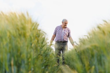 Kıdemli çiftçi, tarım tarlalarında yeşil buğday saplarının yürümesini ve büyümesini denetliyor.