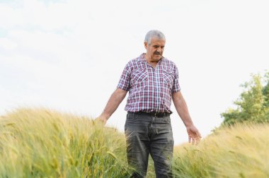 Kıdemli erkek çiftçi verimli bir buğday tarlasını dikkatlice inceliyor, ekin sağlığı ve büyümesini değerlendiriyor, sürdürülebilir tarıma bağlılığı simgeliyor